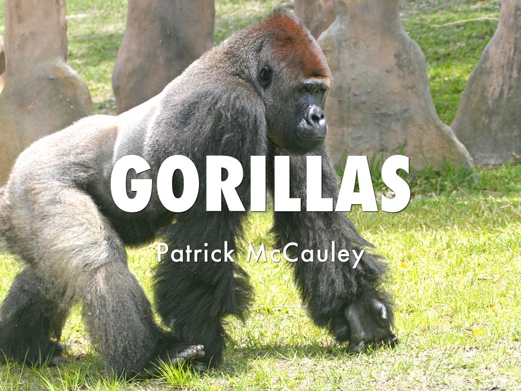 Gorillas by Patrick McCauley