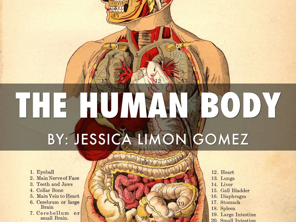 The Human Body