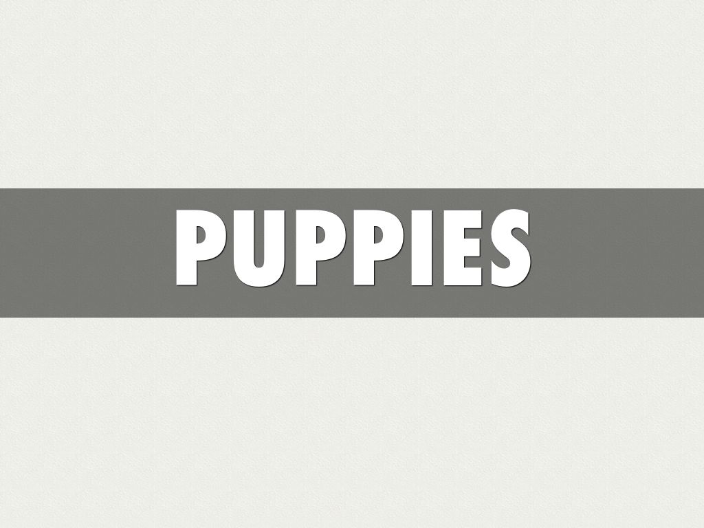 Puppy