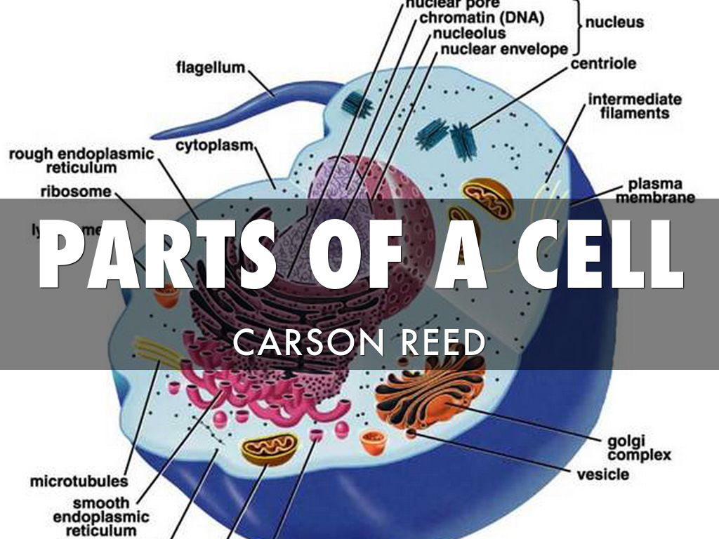 Parts Of A Cell