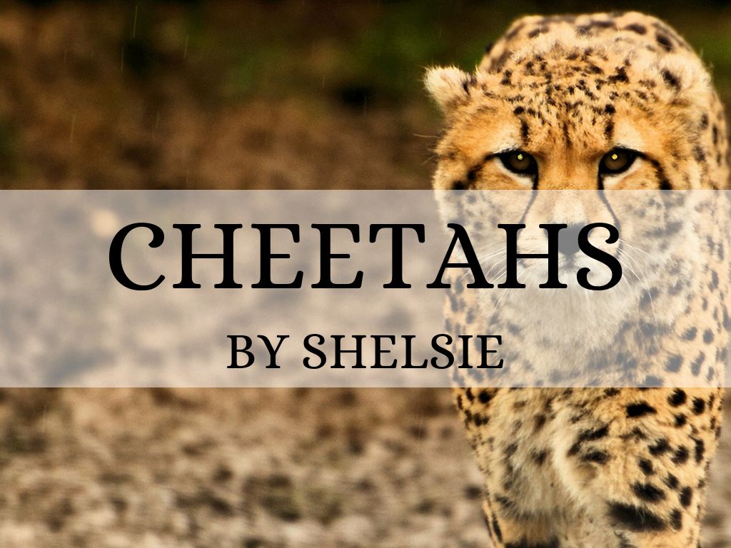 Copy of Untitled Haiku Deck