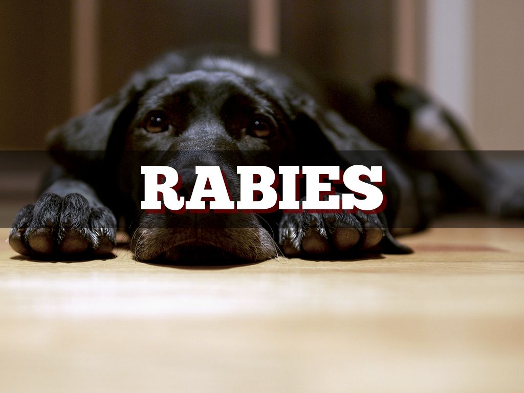 Rabies