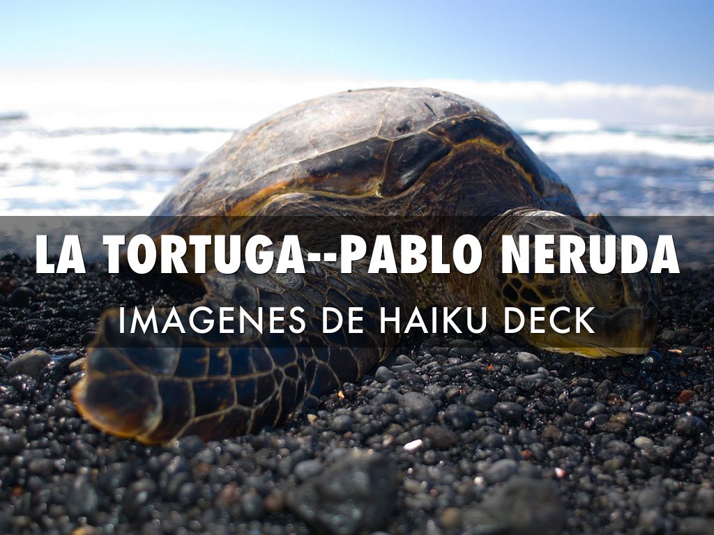 La Tortuga