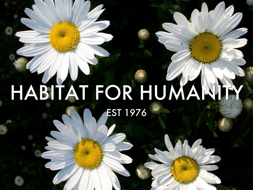 HABITAT FOR HUMANITY by Kat