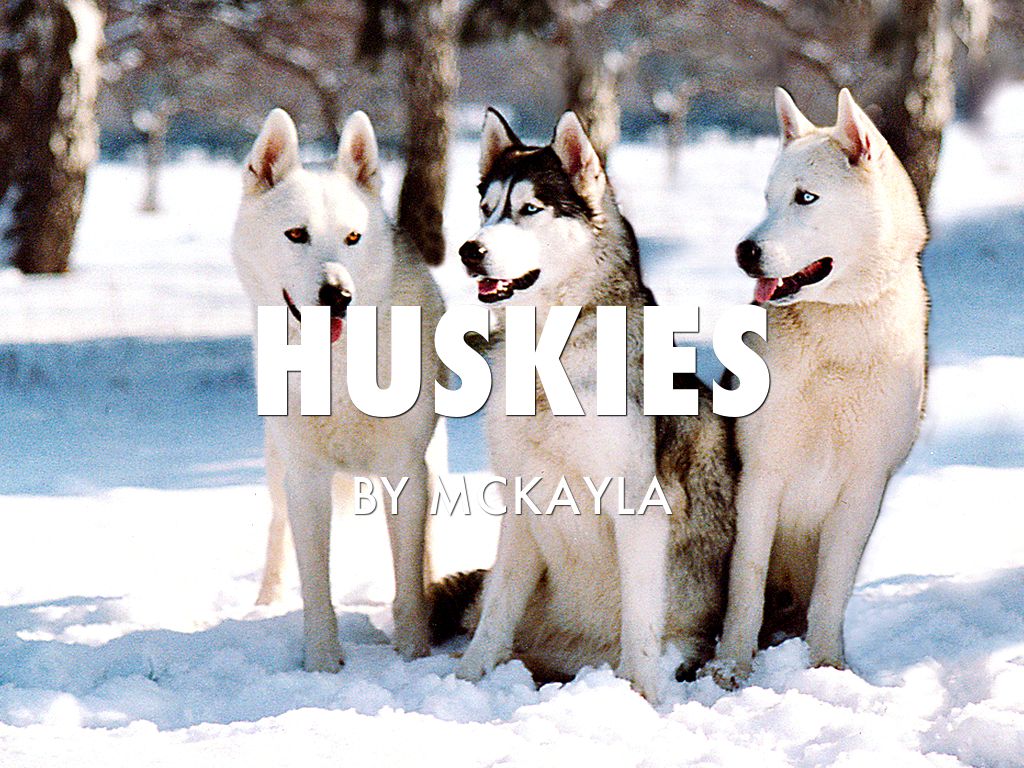 Huskies