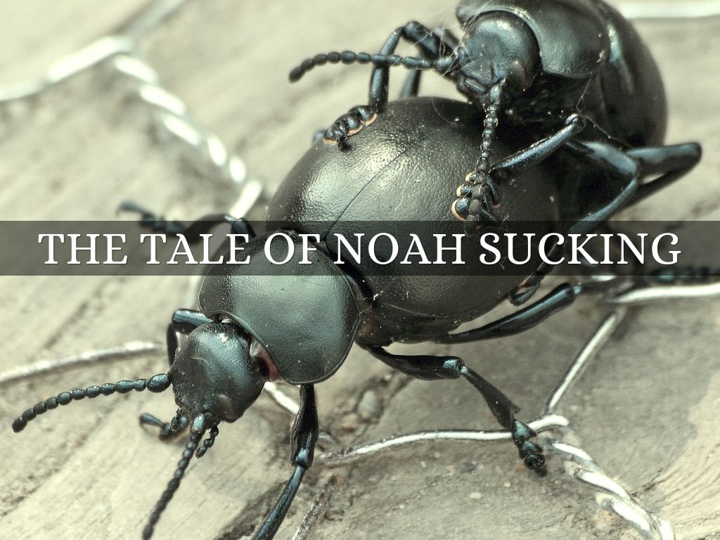 The Tale of Noah Sucking