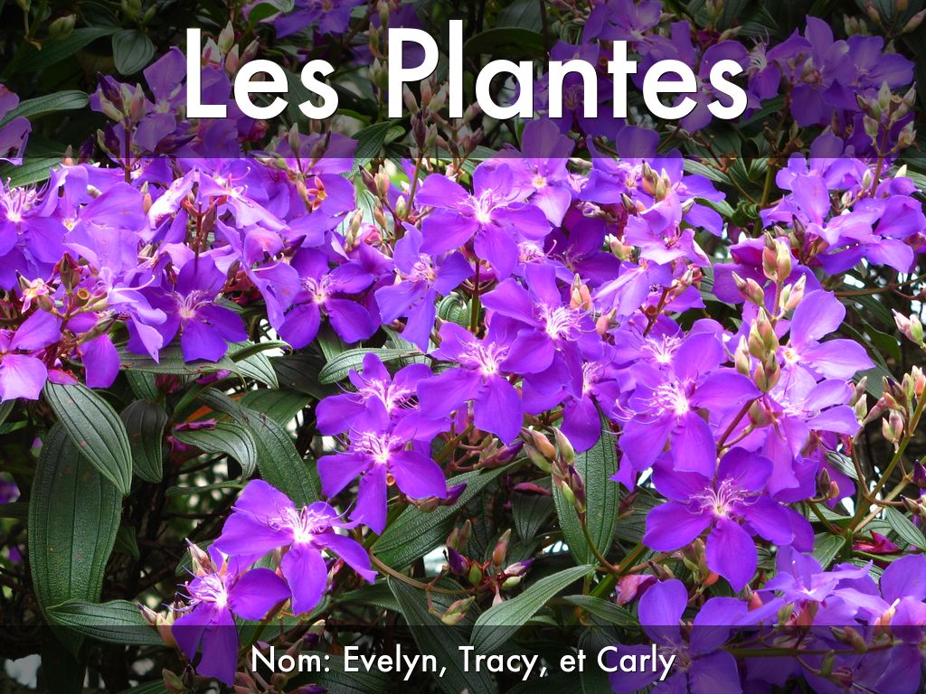 Les Plantes