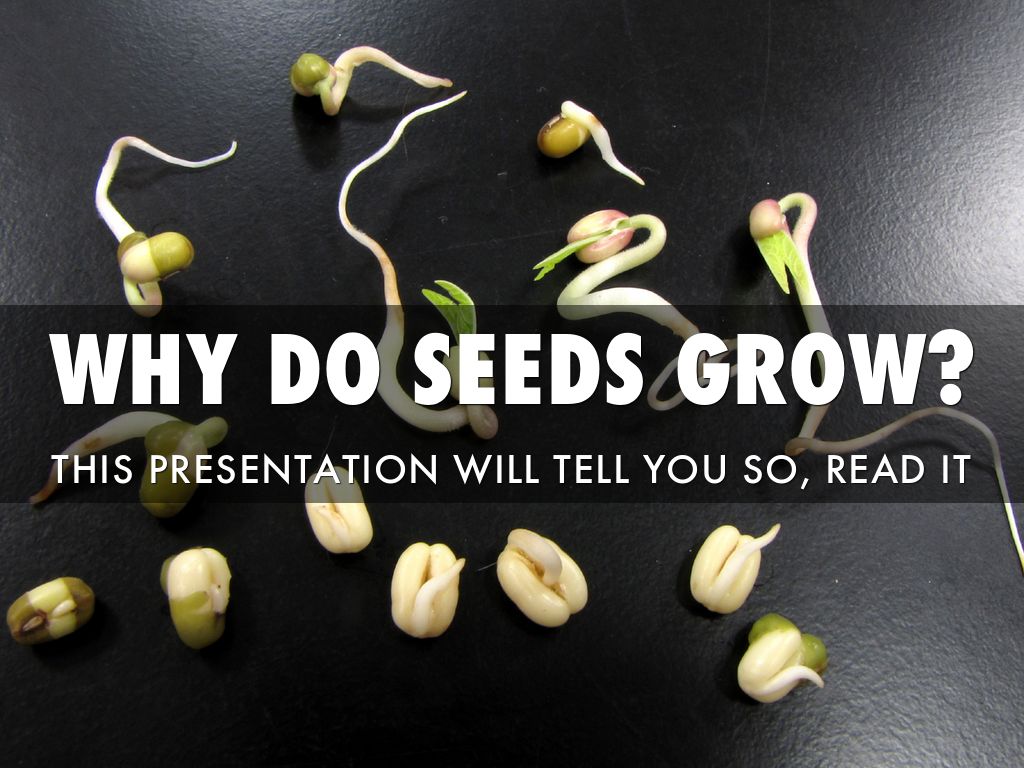 Why Does A Seed Grow? by Lilly P.