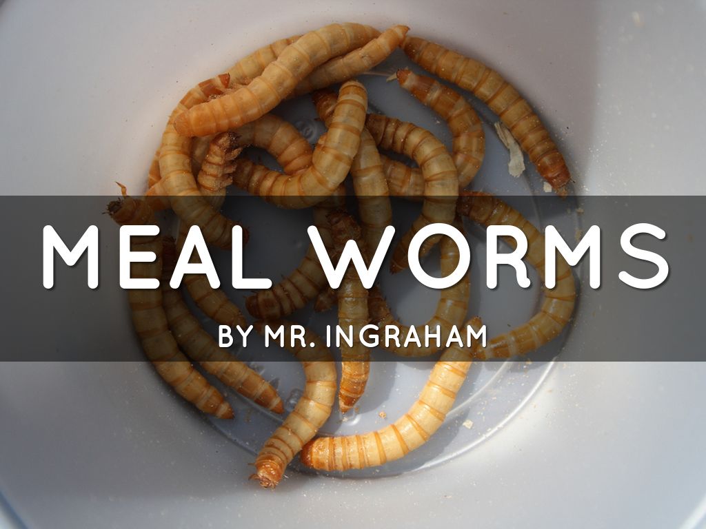 Meal Worms