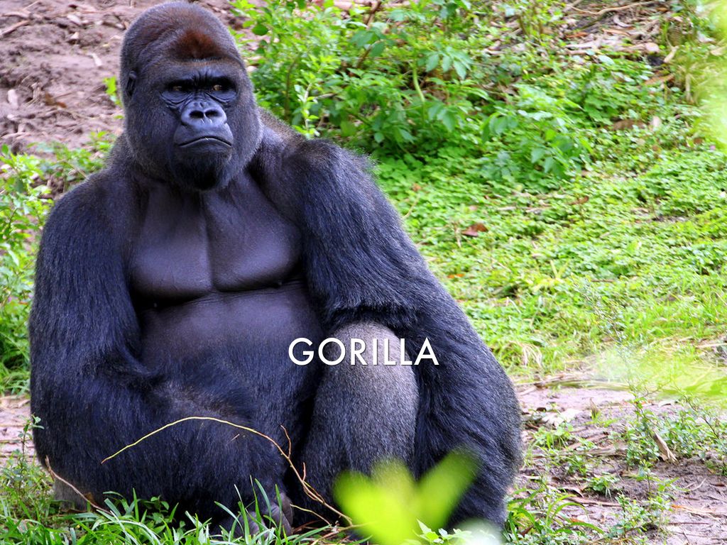 G