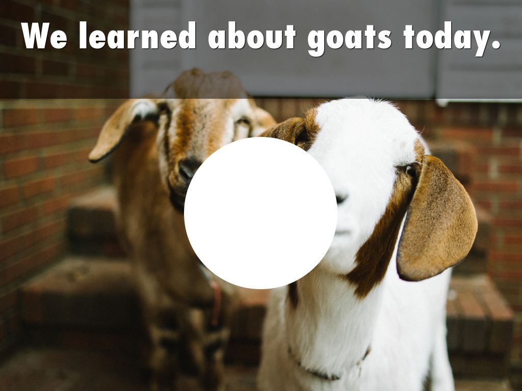 We learned about goats today.