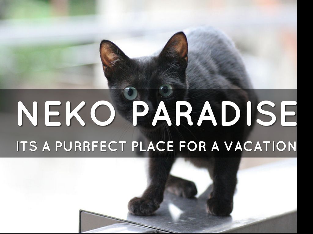 Resort Brochure: Neko Paradise