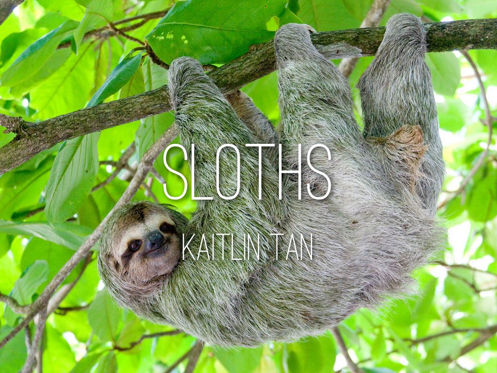 Sloths