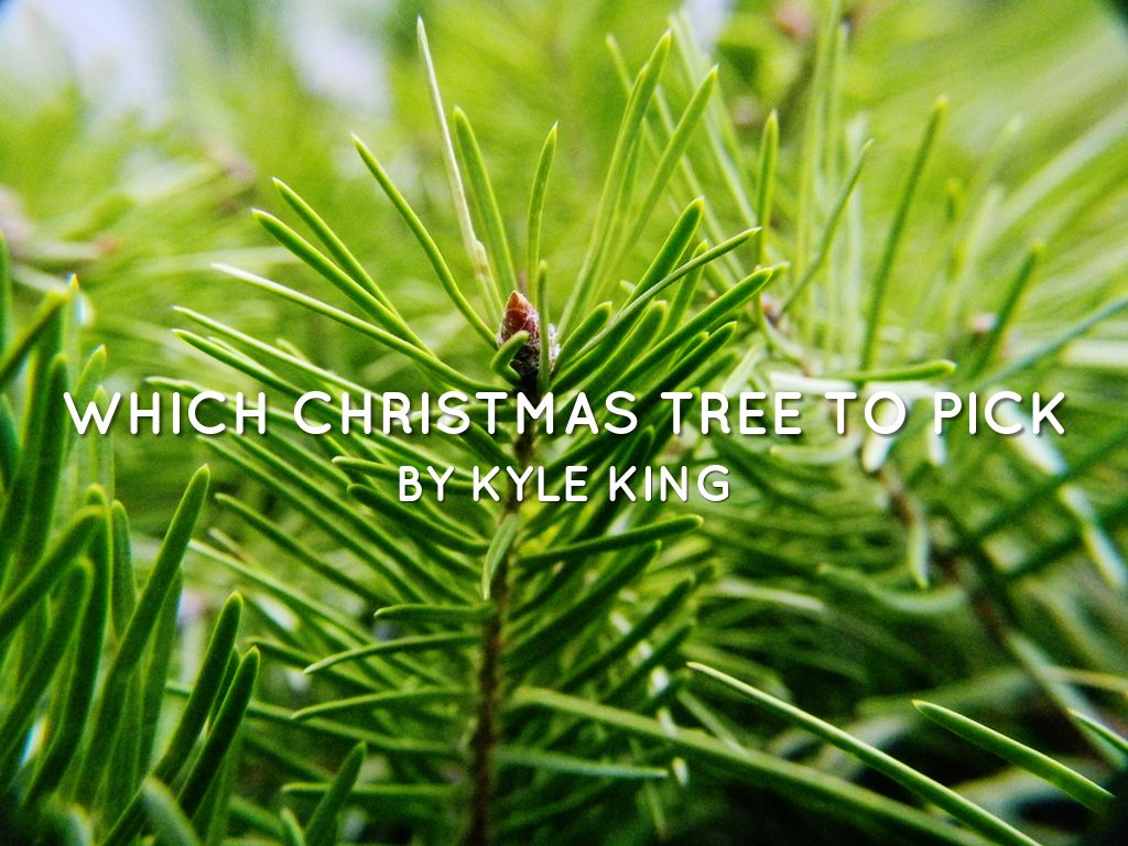 Which Christmas Tree To Pick 😎