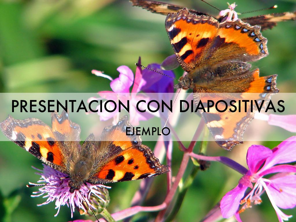 Copia de Butterfly Life Cycle