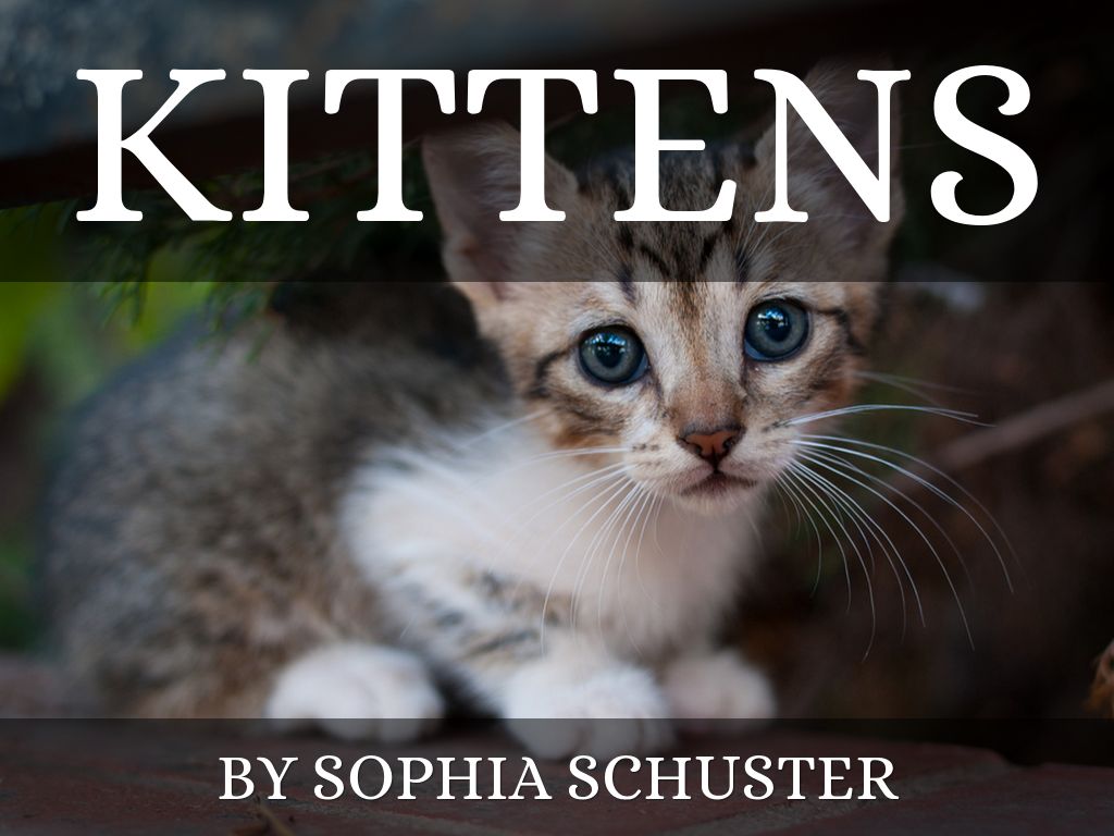 Kittens