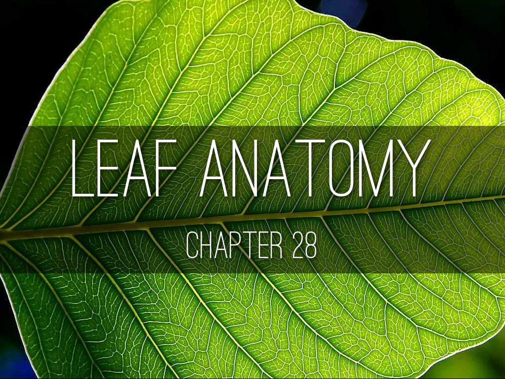 Leaf Anatomy