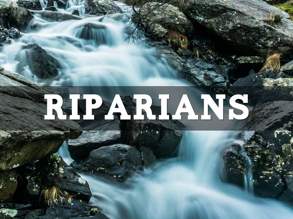 Riparians V2 (Back-up)