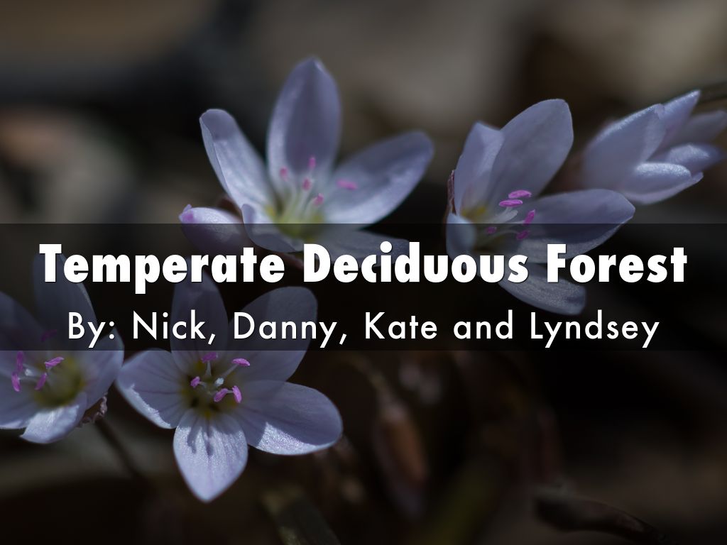 Temperate Deciduous Forest
