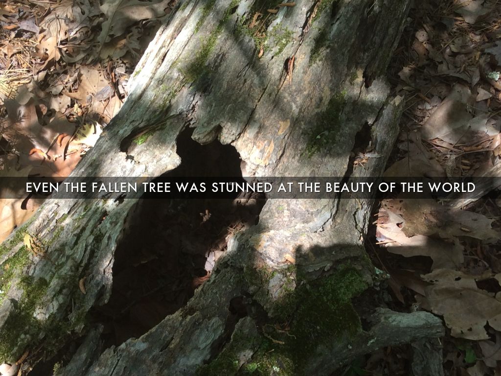 Transcendentalism beliefs picture