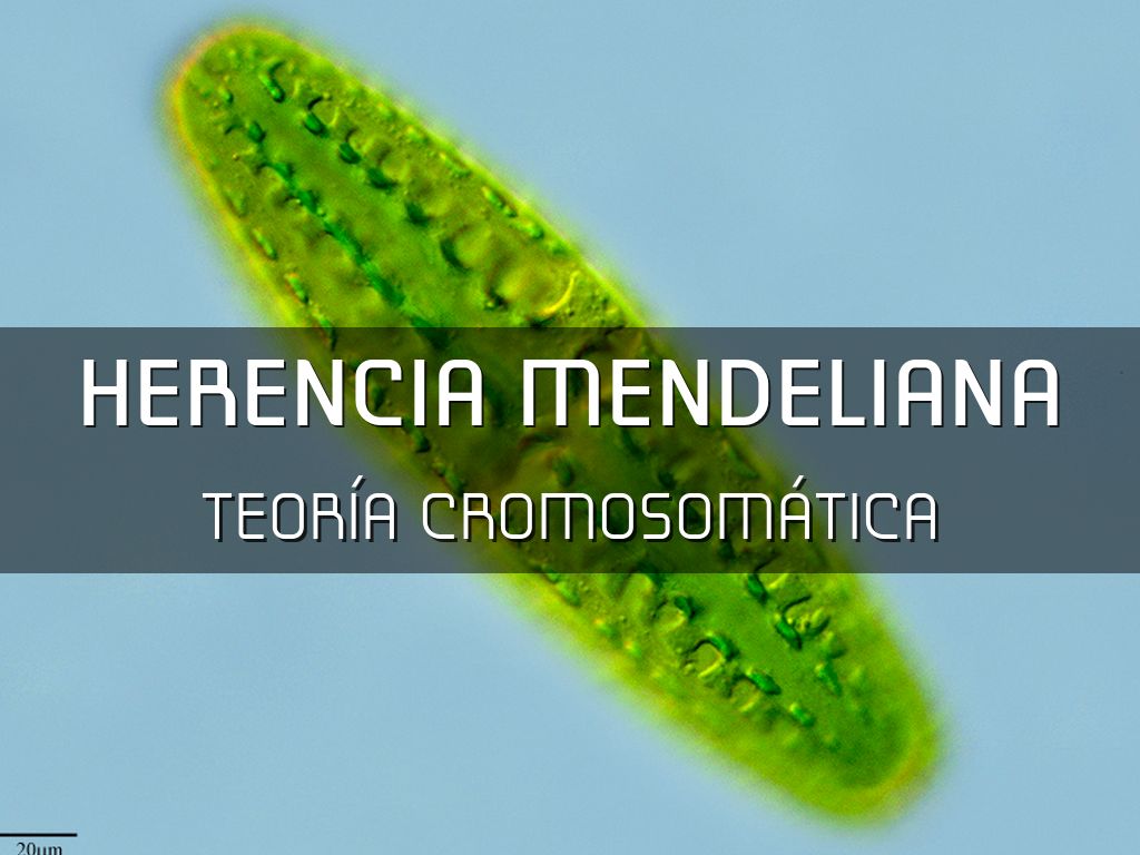 Herencia Mendeliana