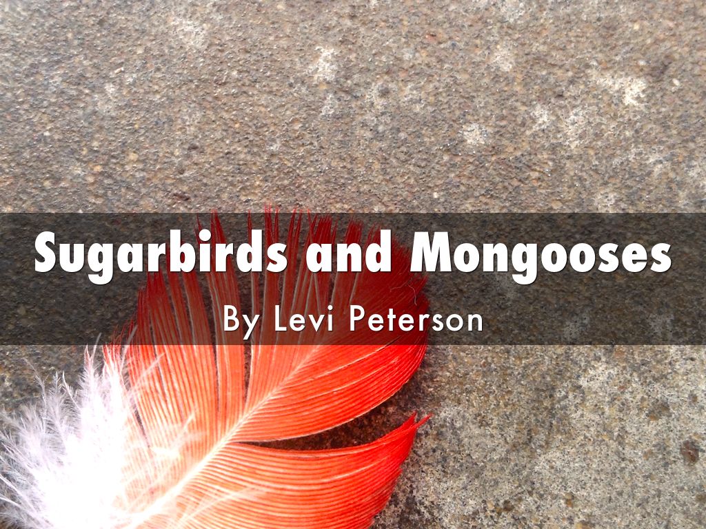 Sugarbirds and Mongooses