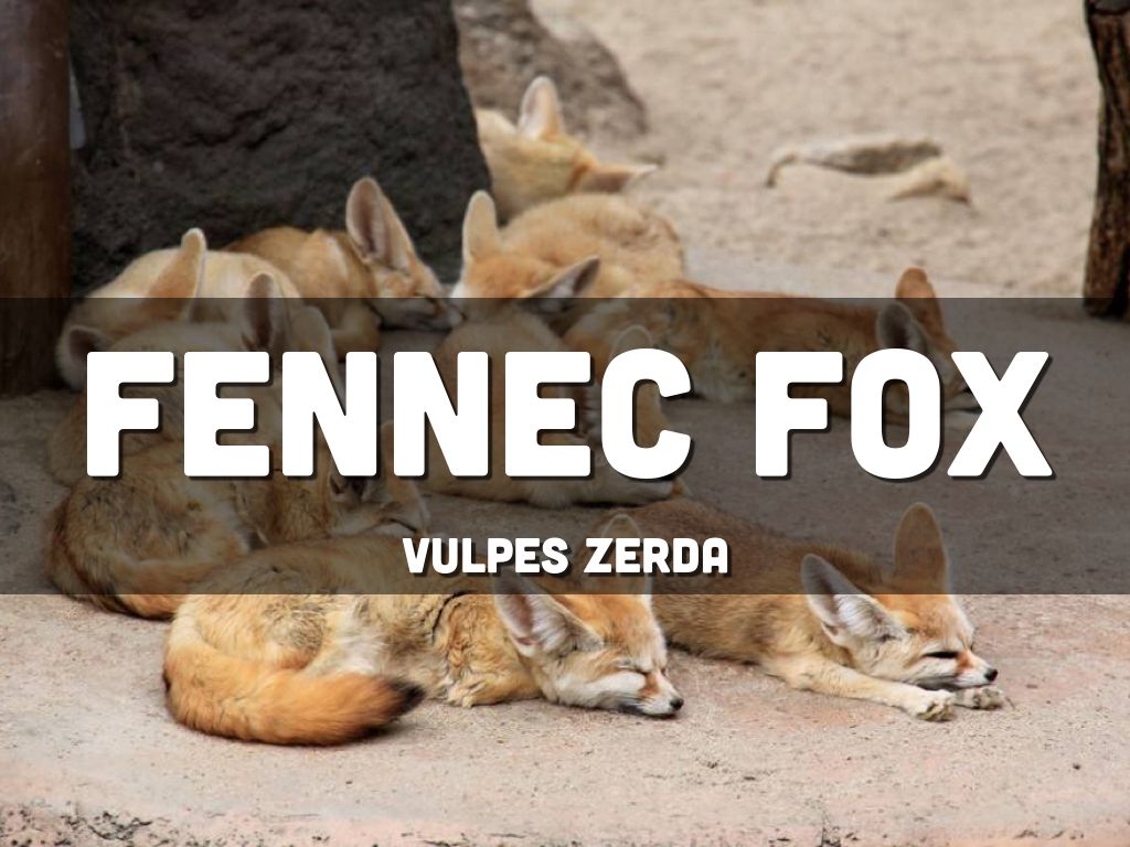 Fennec Fox