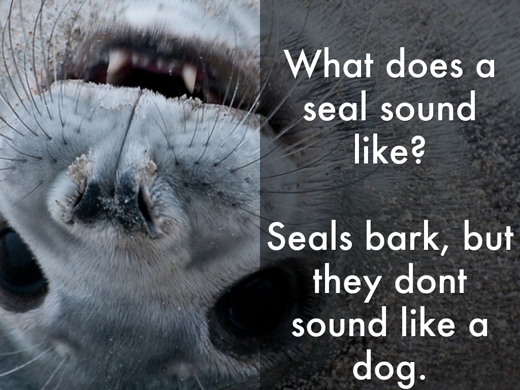 Seals by Johnna Simmons