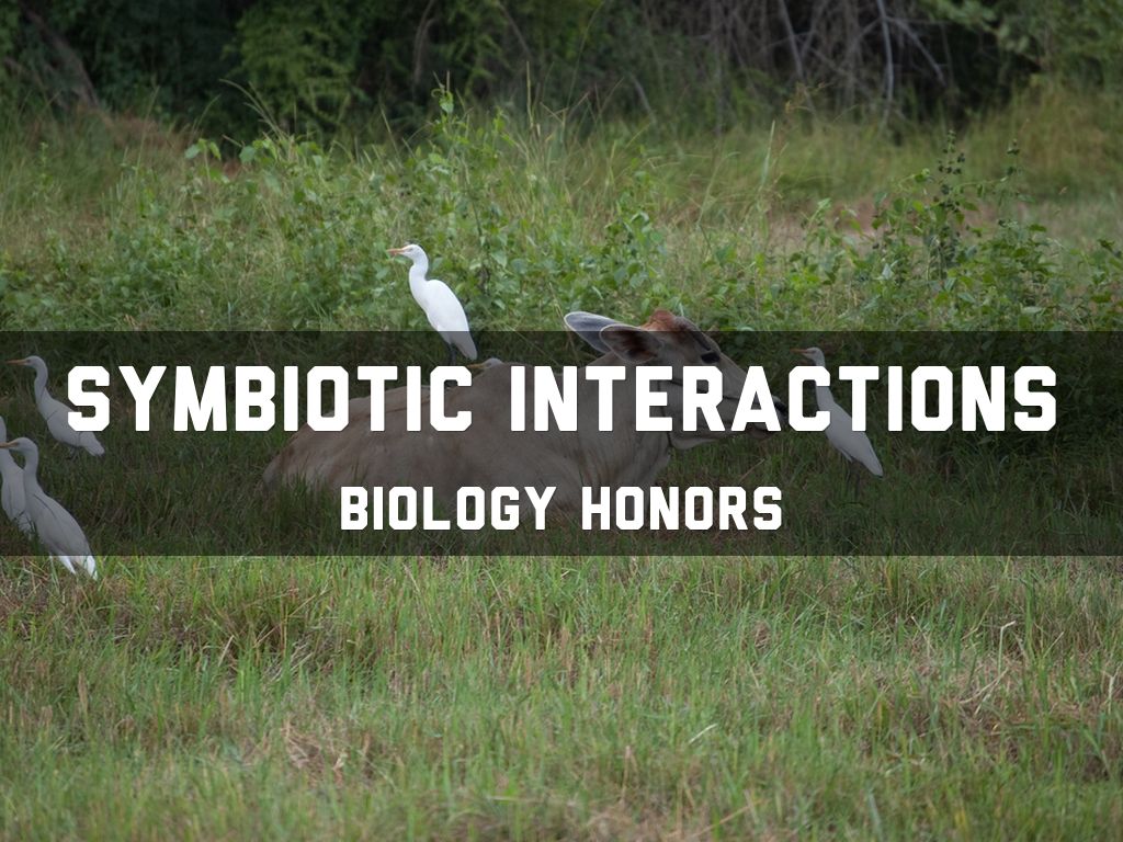 Symbiotic Interactions: Maria Teniente 