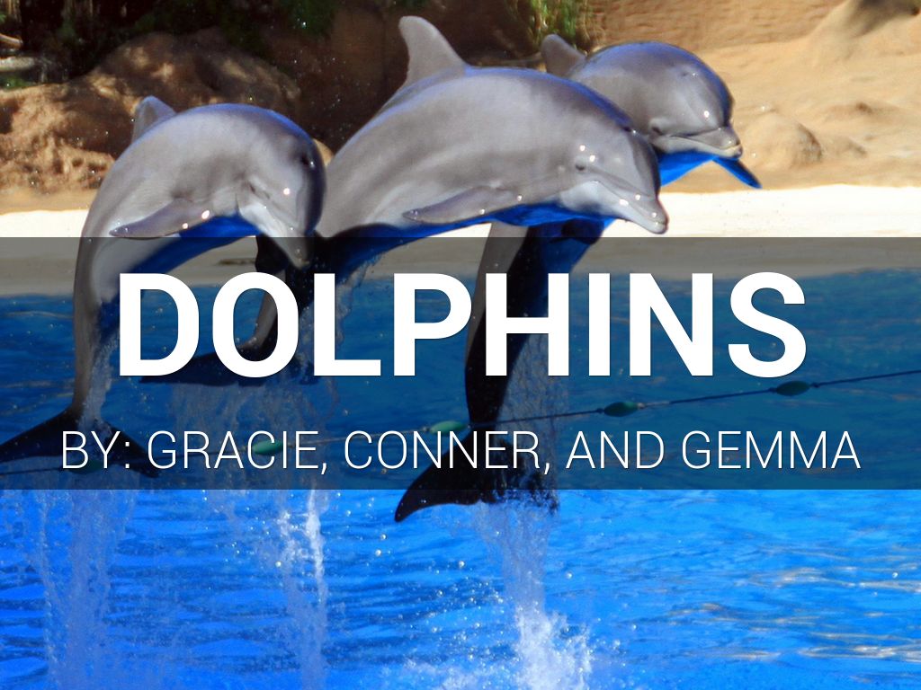 Dolphins 
