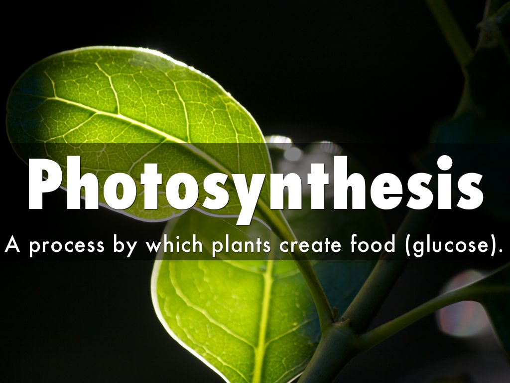 Photosynthesis Flashcards, Part 2 Nicholas Tucker