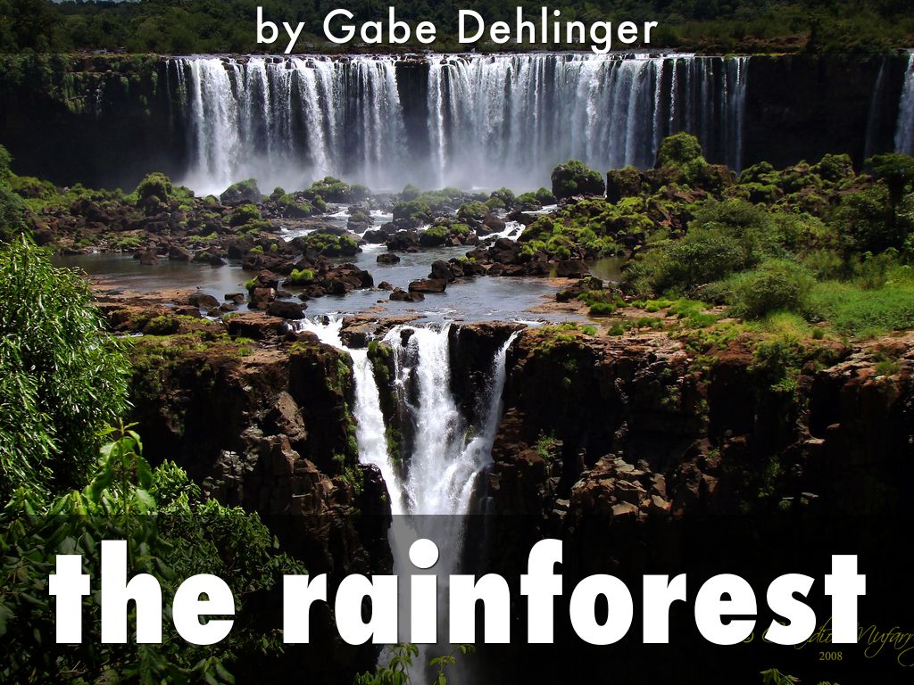 Copy of the rainforest