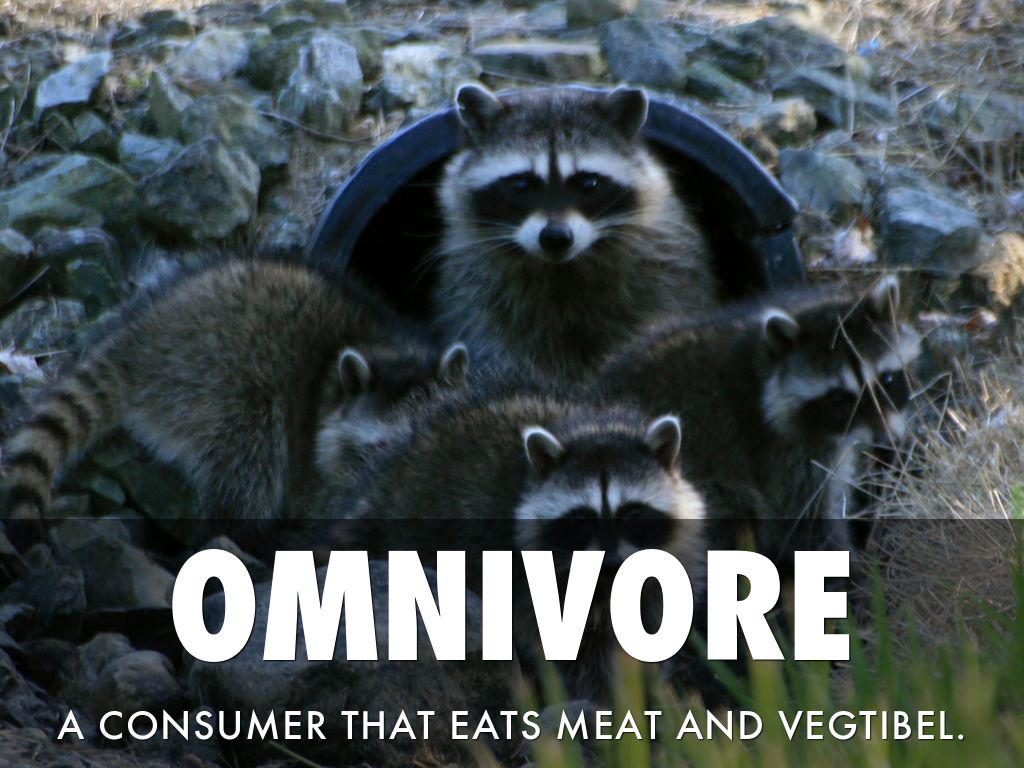 Plants & Animals Interact By Brianna by S Scfyjh