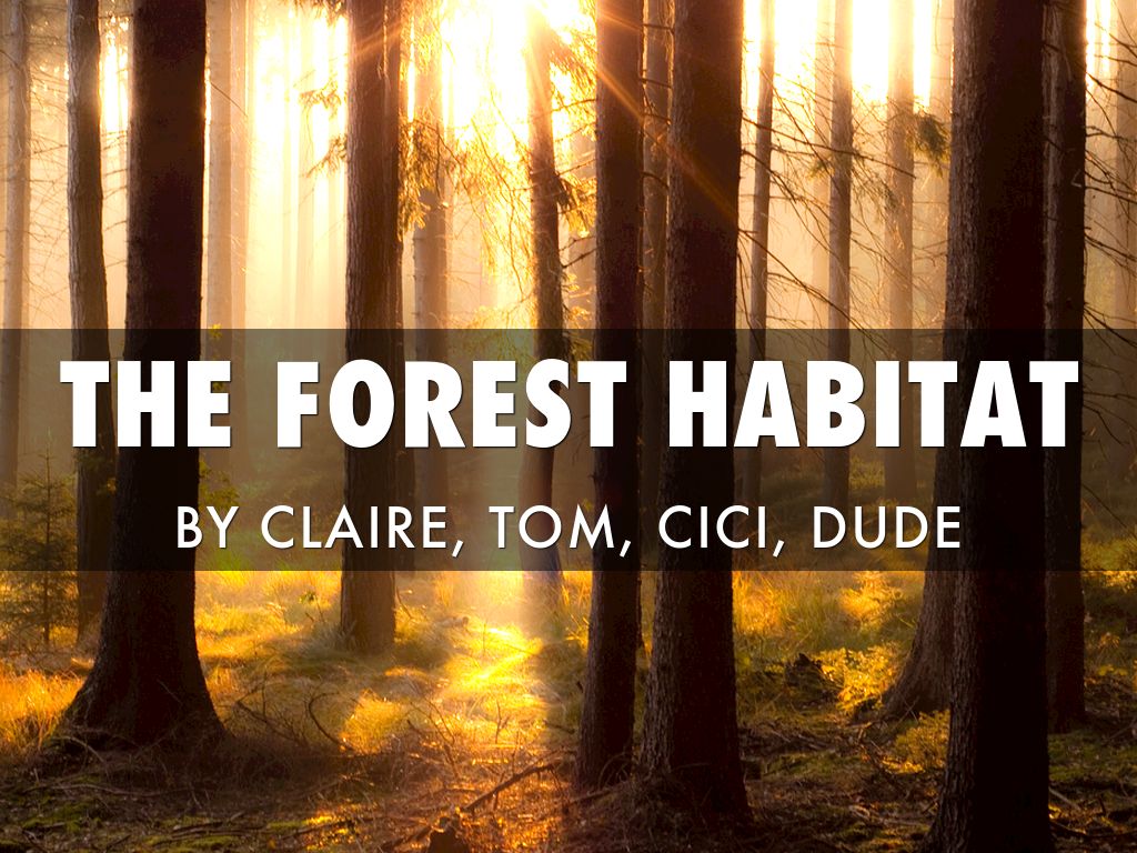 Forest Habitat