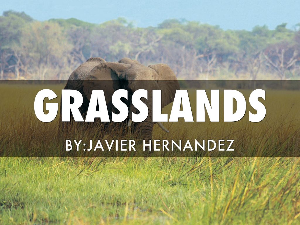 Grasslands