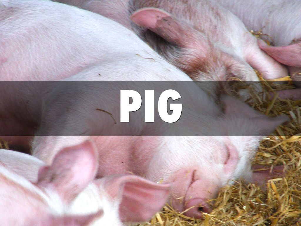 Pig