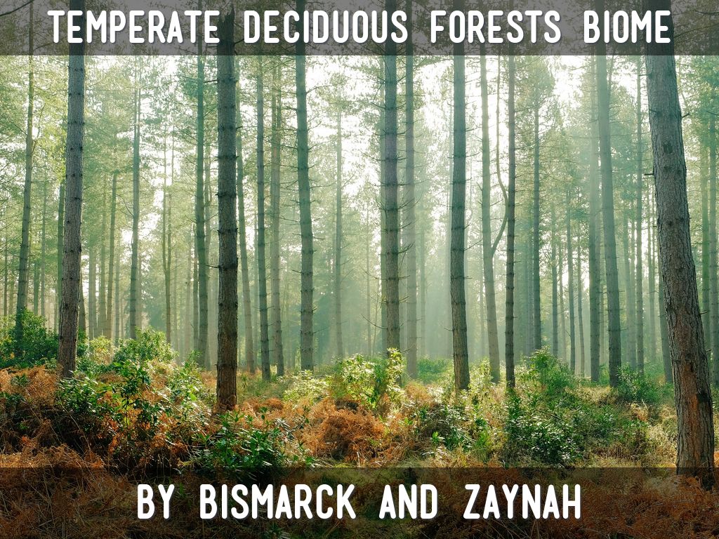 Temperate Deciduous Forests Biome