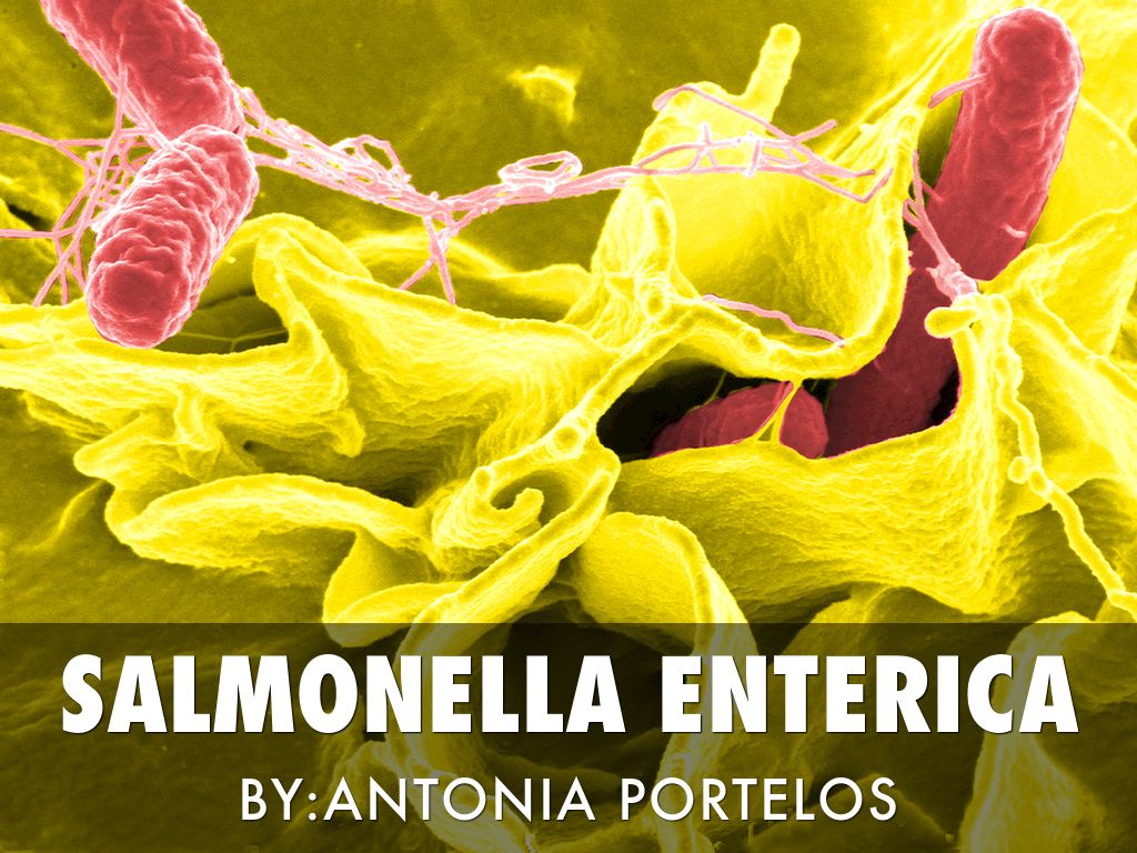 Salmonella Enterobacteriaceae