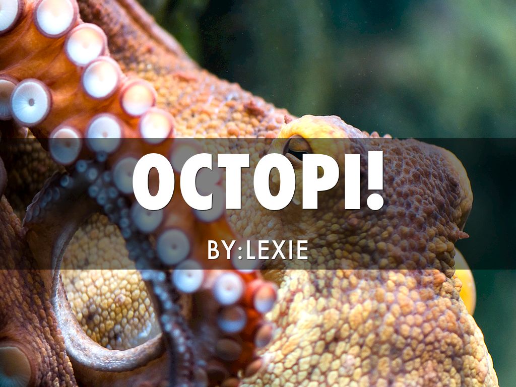 Octopi