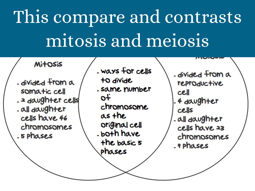 Venn Diagram Comparing And Contrasting Mitosis And Meiosis - Mitosis Vs Mei...