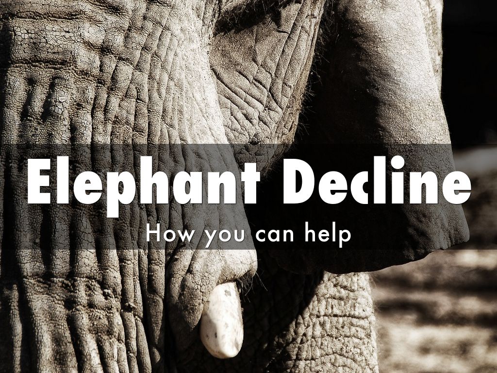 Copy of Elephant Decline