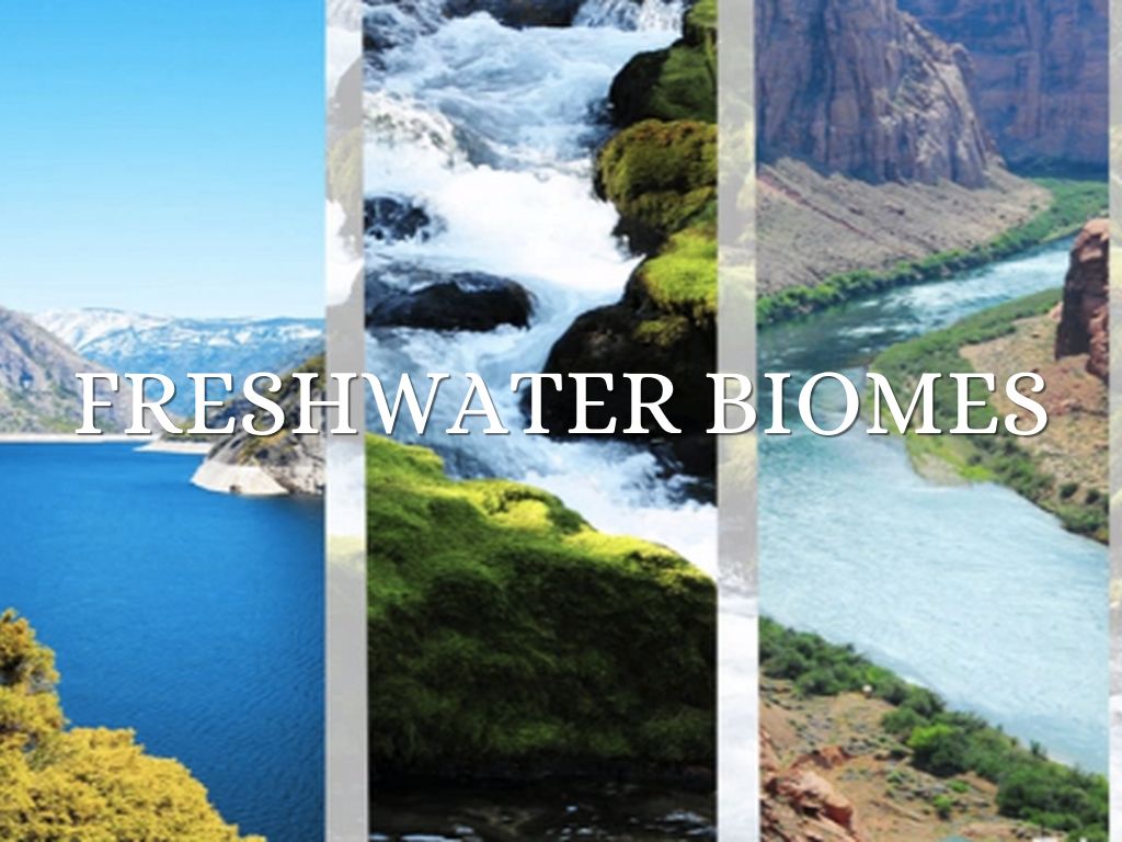Freshwater biomes by karagrace1