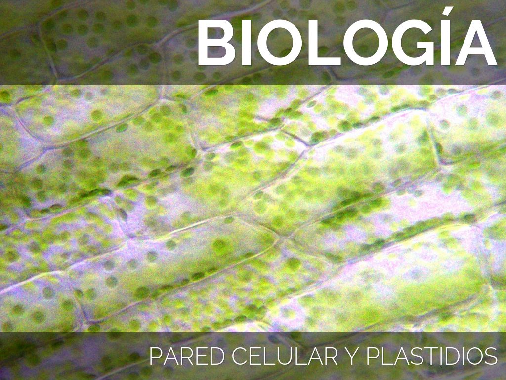 Haiku Deck en acción