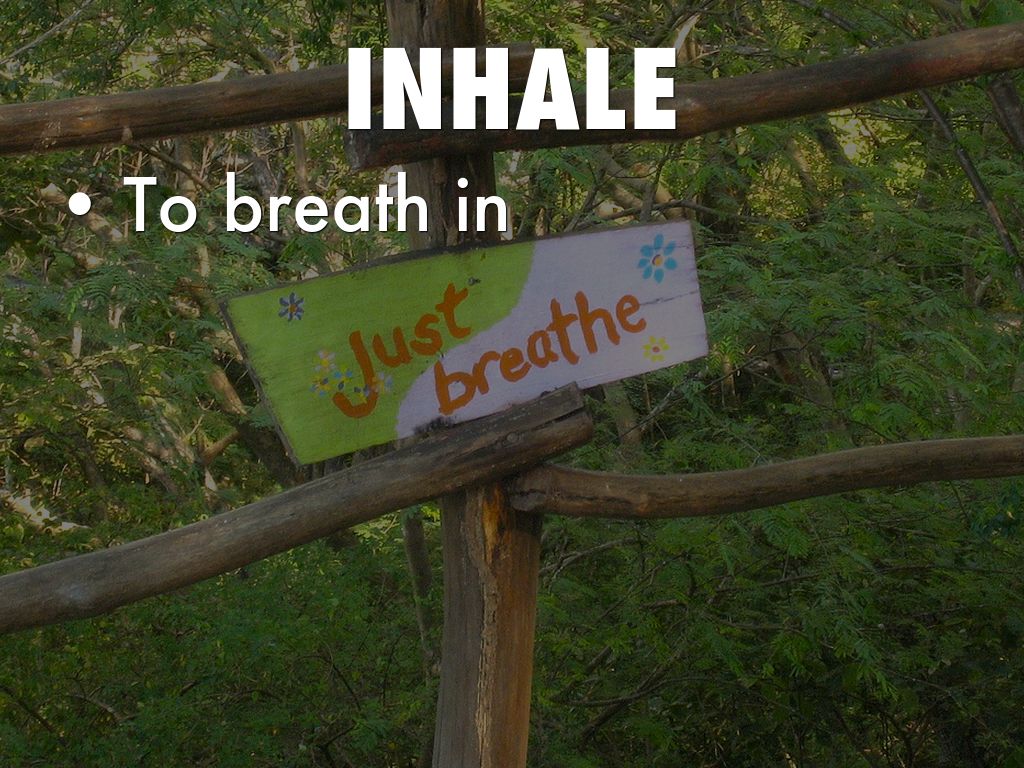 The Respiratory System