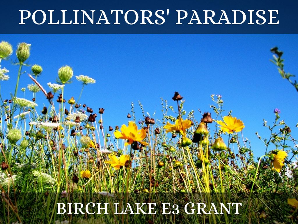 Pollinators' Paradise