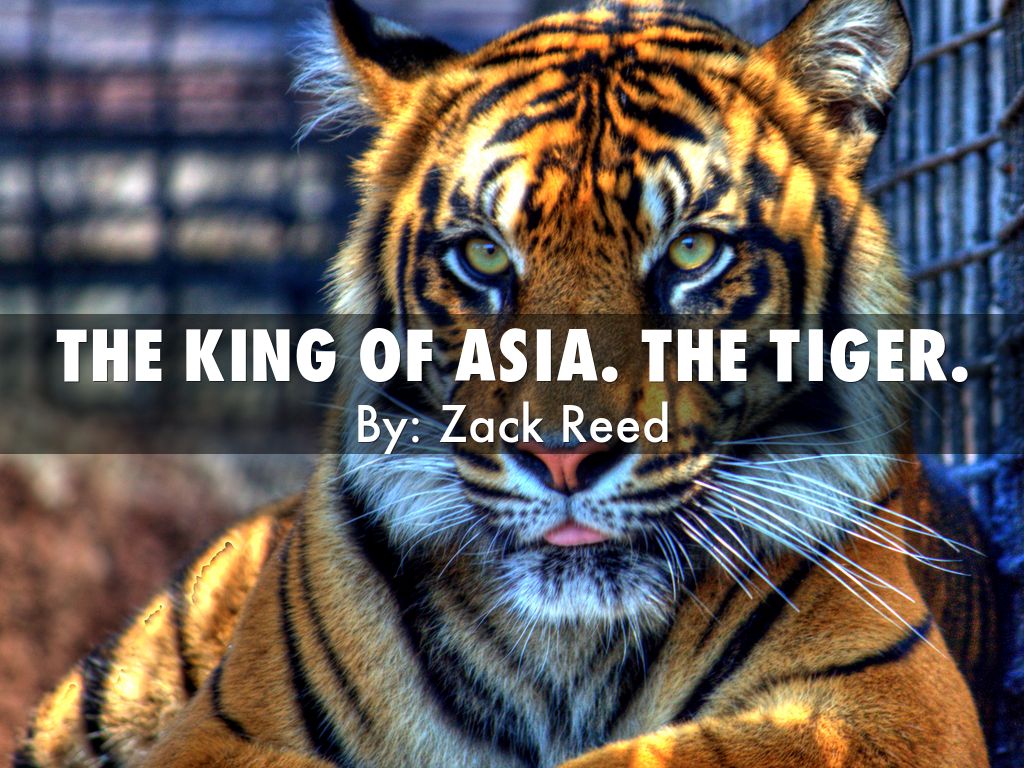 The King. The Tiger.