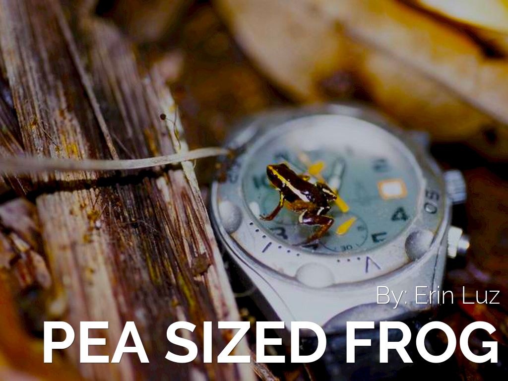 Pea Sized Frog