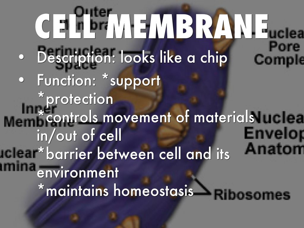 Cell Organelles
