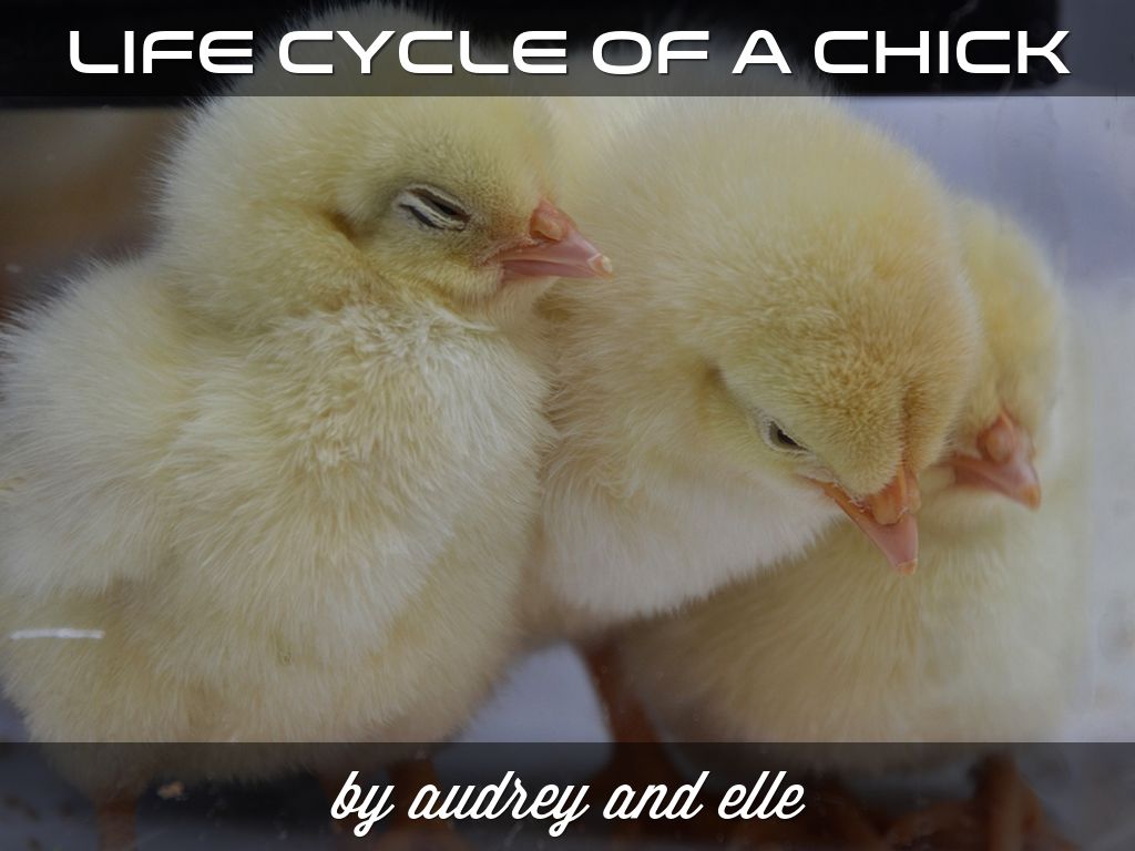 life cycle of a chick