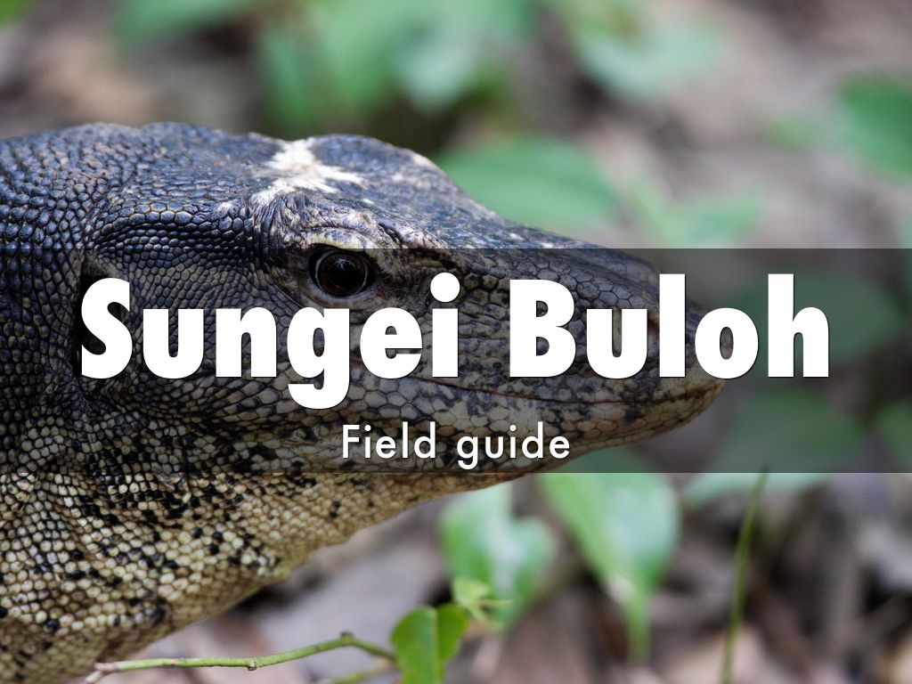 Alanas sungei buloh field guide